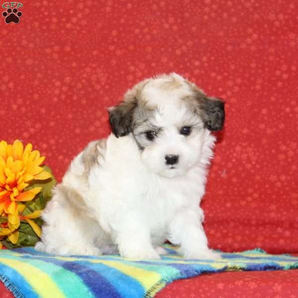 Randy, Maltipoo Puppy